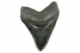Fossil Megalodon Tooth - South Carolina #367927-1
